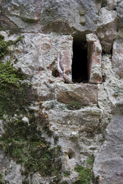 Stone wall and moss