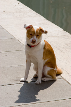 Cute puppy!