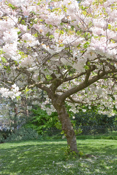 Flowering tree in Hyde Park