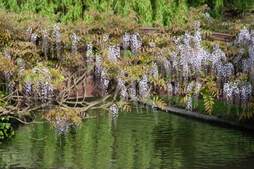 Regent's Park