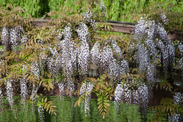 Regent's Park