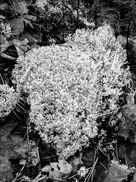 Lichen in Ried State Park, Maine