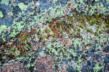 A detail -- rock and small plants and lichen, Cadillac Mountain, Acadia Natinoal Park, Maine