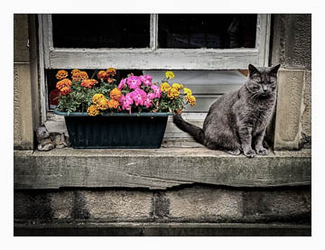Edinburgh cat & flowers