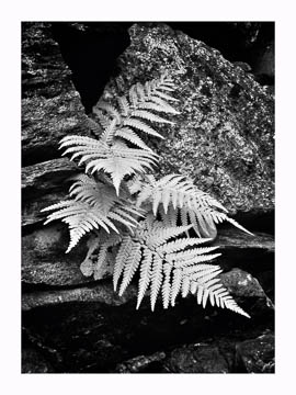 Fern in rocks