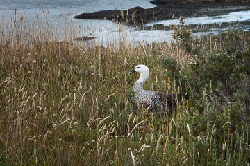 Upland Goose, Bahia LaPlata, Parque Nacionale, Tierra del Feugo, Argentina