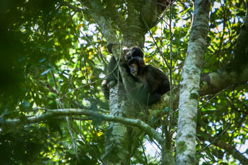 Young black-capped capuchin monkeys along the Macuco trail, Iguazu Falls, Argentina