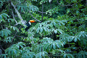 Toucan! Iguazu Falls, Argentina